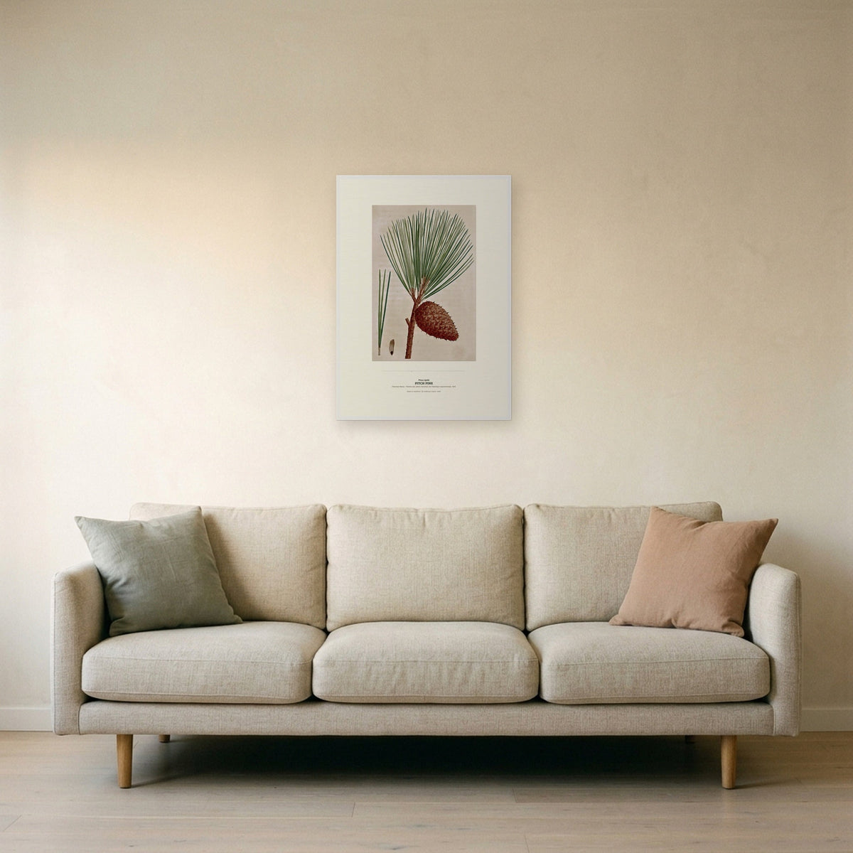 Pitch Pine Botanical Art Print - Birch & Banksia