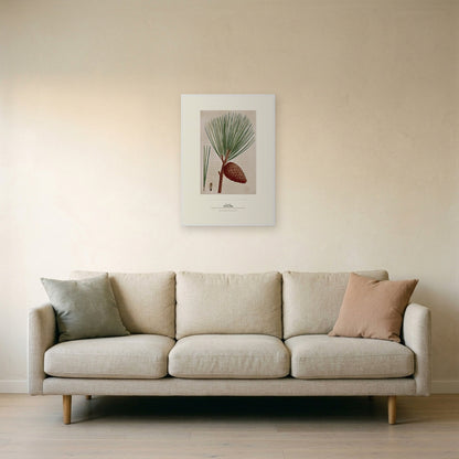 Pitch Pine Botanical Art Print - Birch & Banksia