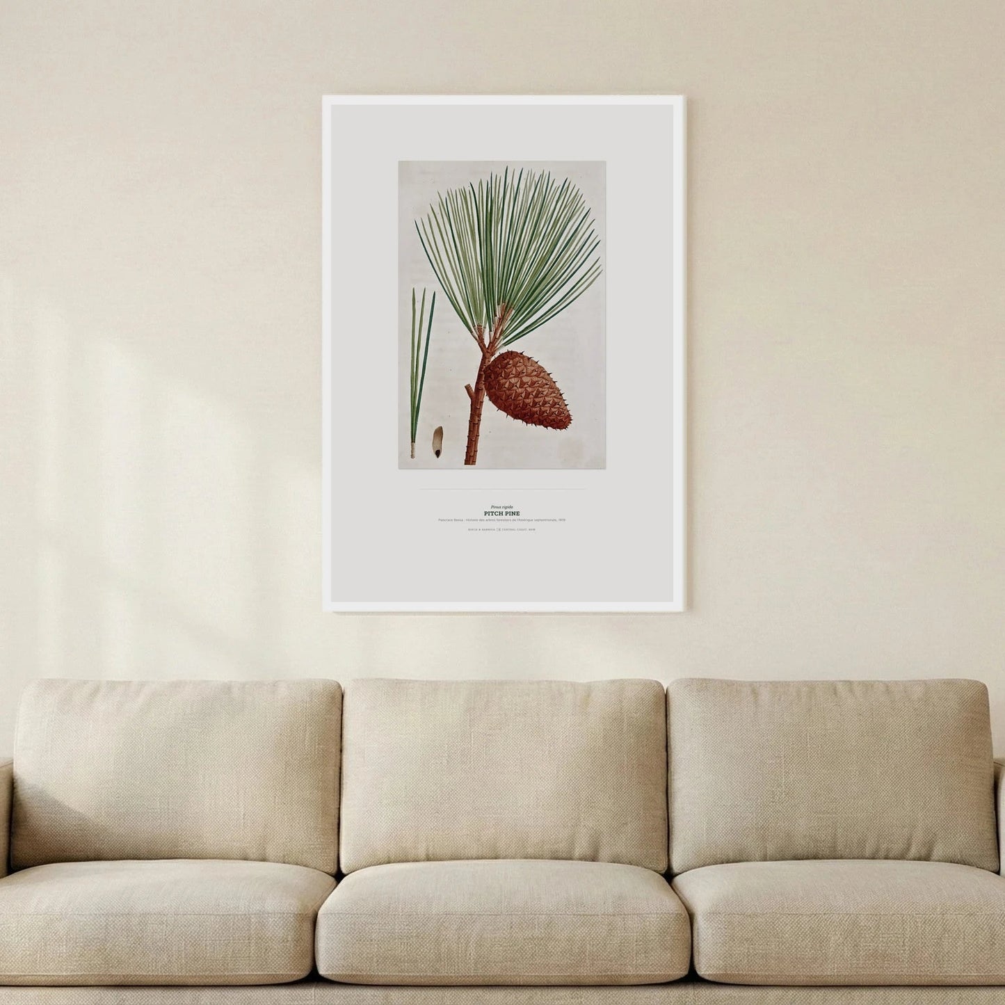 Pitch Pine Botanical Art Print - Birch & Banksia