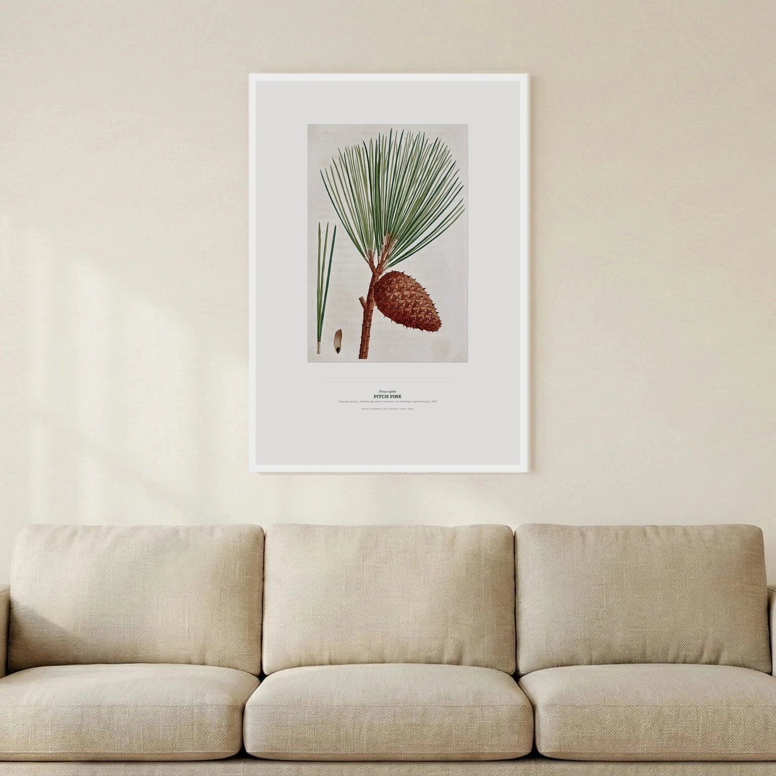 Pitch Pine Botanical Art Print - Birch & Banksia