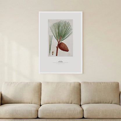 Pitch Pine Botanical Art Print - Birch & Banksia
