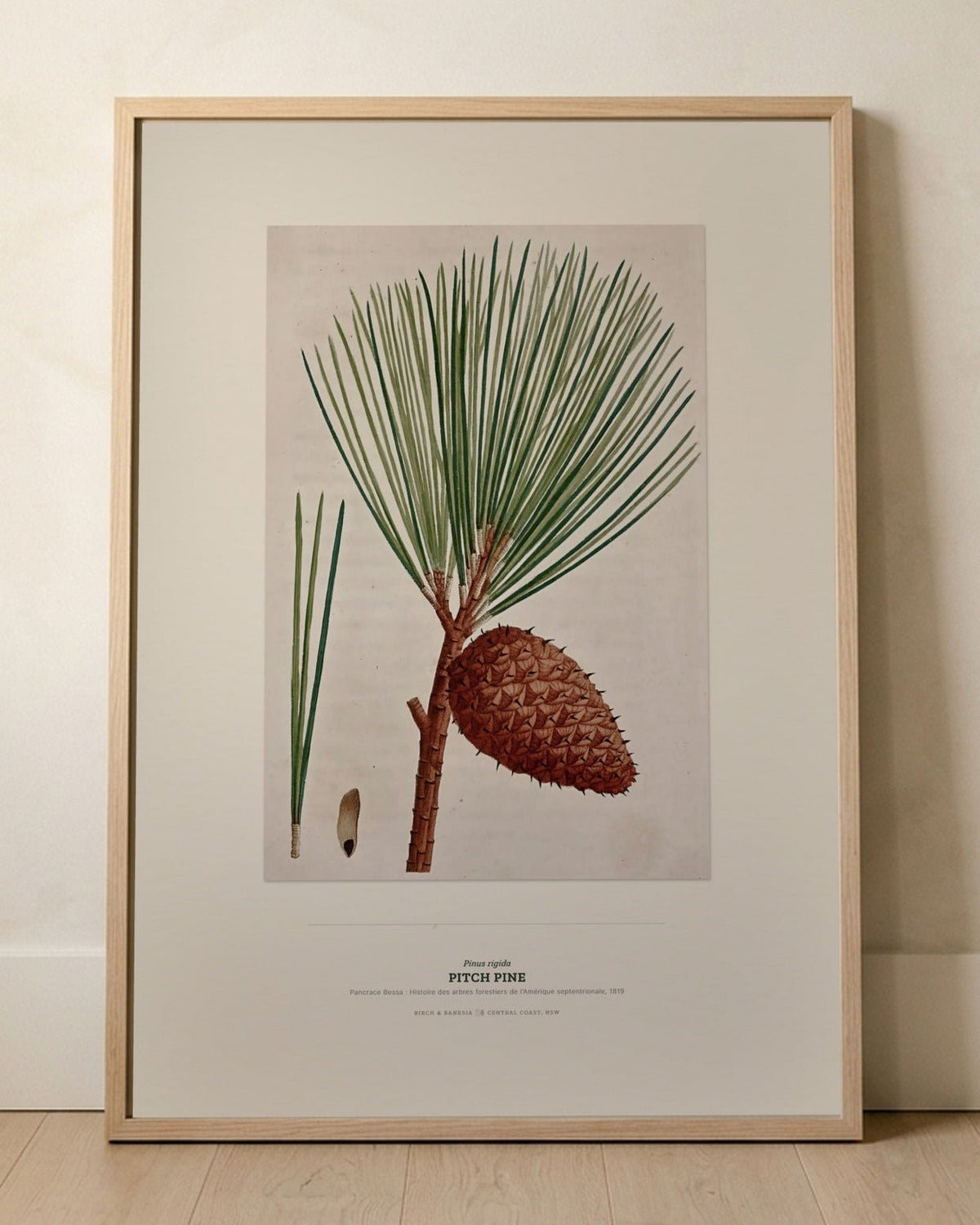 Pitch Pine Botanical Art Print - Birch & Banksia