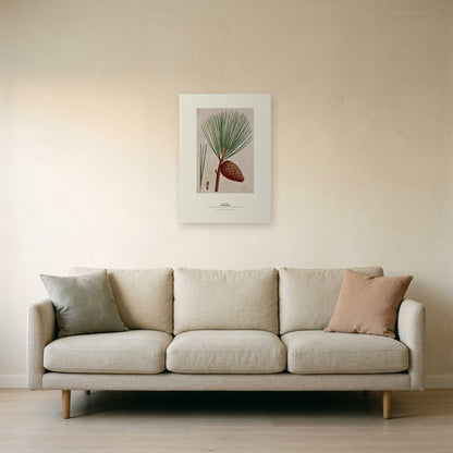 Pitch Pine Botanical Art Print - Birch & Banksia