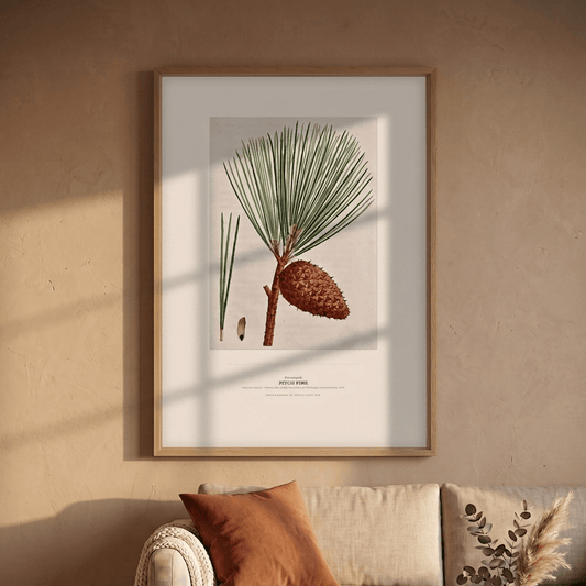 Pitch Pine Botanical Art Print - Birch & Banksia
