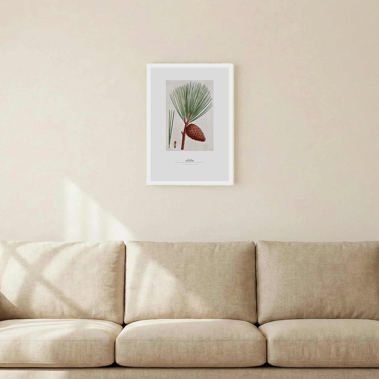 Pitch Pine Botanical Art Print - Birch & Banksia