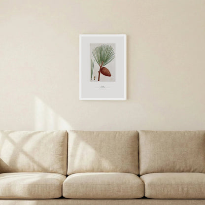 Pitch Pine Botanical Art Print - Birch & Banksia