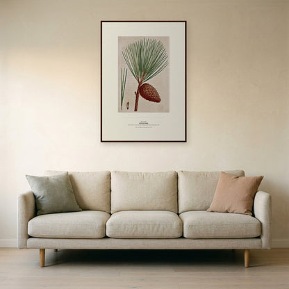 Pitch Pine Botanical Art Print - Birch & Banksia