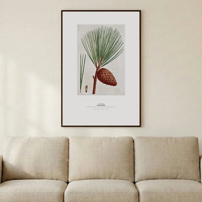 Pitch Pine Botanical Art Print - Birch & Banksia