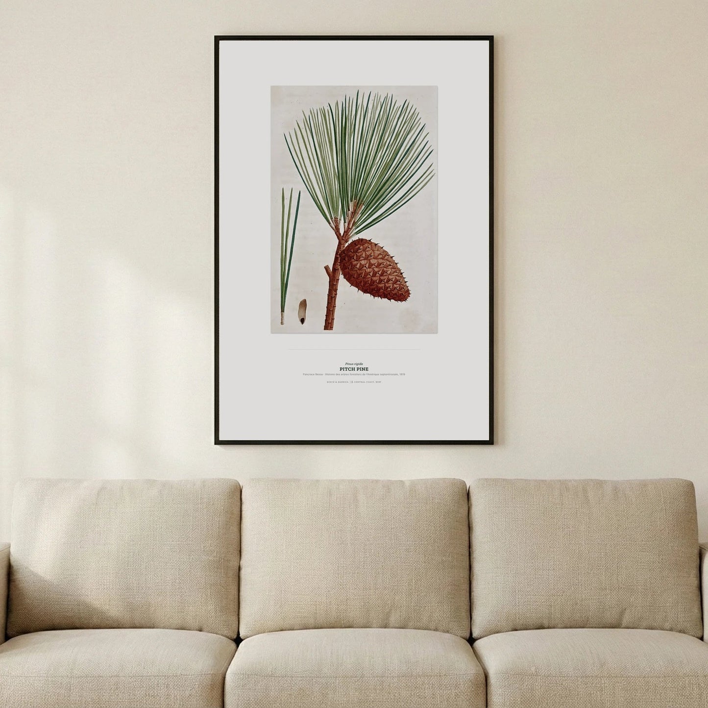 Pitch Pine Botanical Art Print - Birch & Banksia