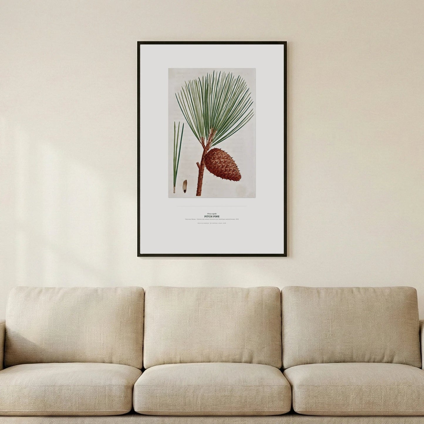 Pitch Pine Botanical Art Print - Birch & Banksia