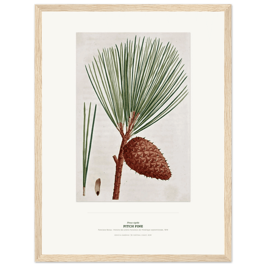 Pitch Pine Botanical Art Print - Birch & Banksia
