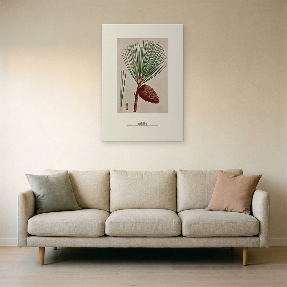 Pitch Pine Botanical Art Print - Birch & Banksia
