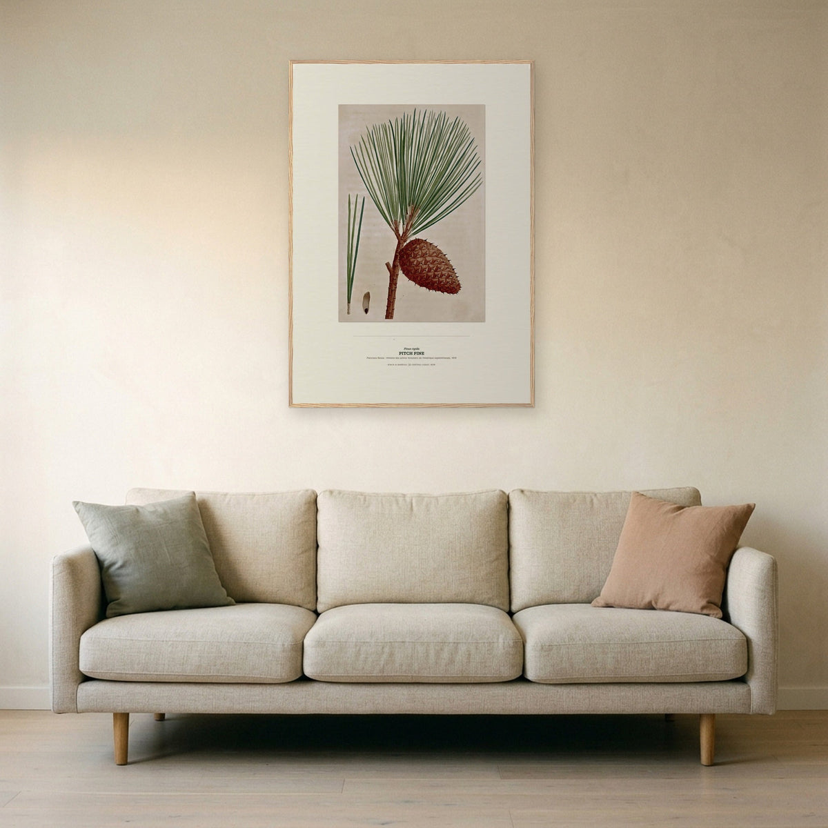 Pitch Pine Botanical Art Print - Birch & Banksia