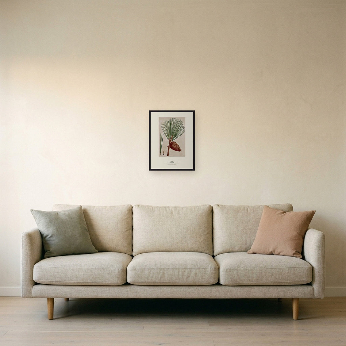 Pitch Pine Botanical Art Print - Birch & Banksia