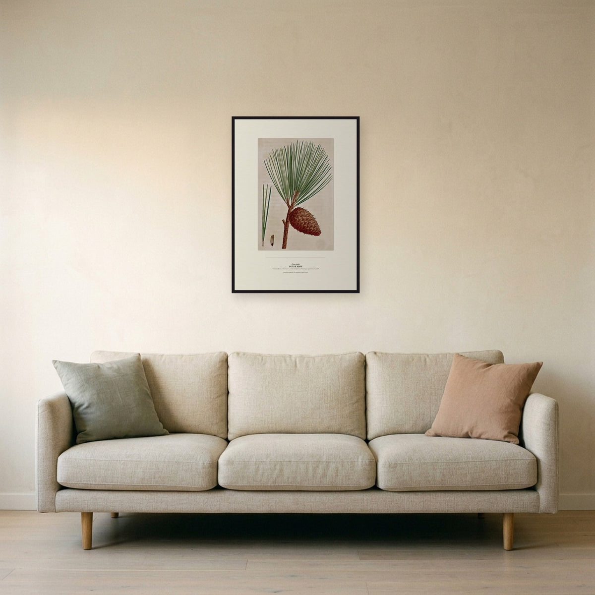 Pitch Pine Botanical Art Print - Birch & Banksia