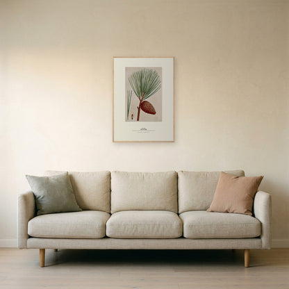 Pitch Pine Botanical Art Print - Birch & Banksia