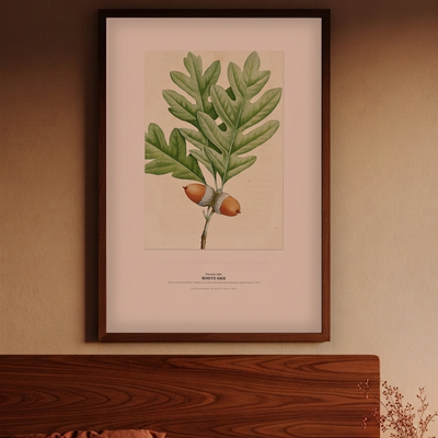 White Oak (Quercus alba)