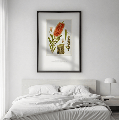 Red Bottle - Brush Botanical Art Print - Birch & Banksia