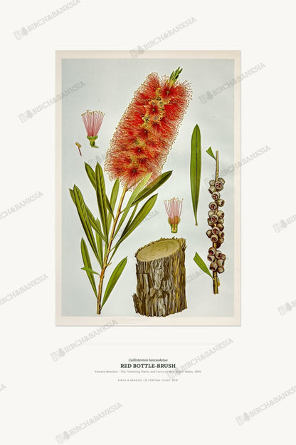 Red Bottle - Brush Botanical Art Print - Birch & Banksia