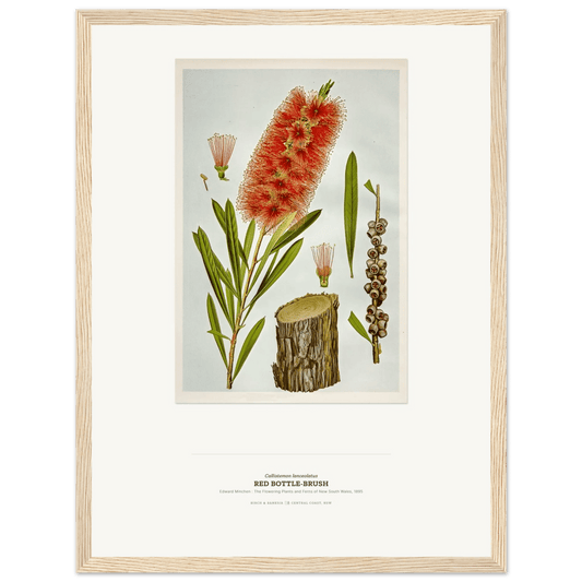Red Bottle - Brush Botanical Art Print - Birch & Banksia