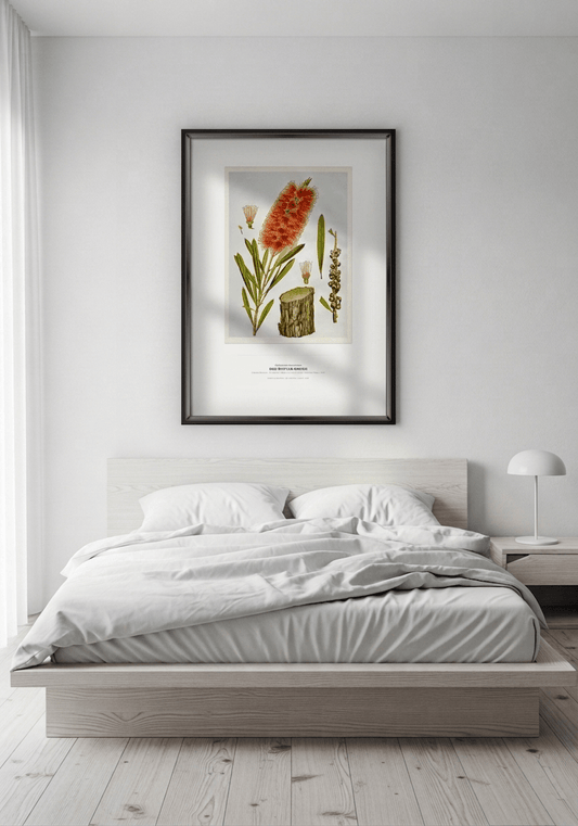 Red Bottle-Brush Botanical Art Print - Birch & Banksia