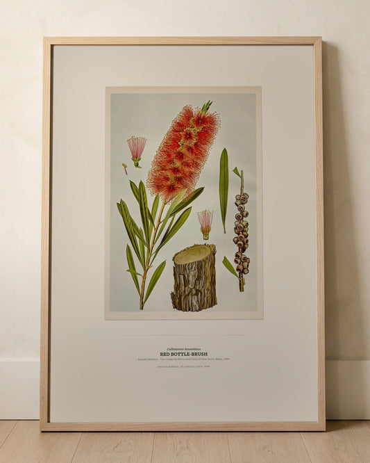 Red Bottle-Brush Botanical Art Print - Birch & Banksia