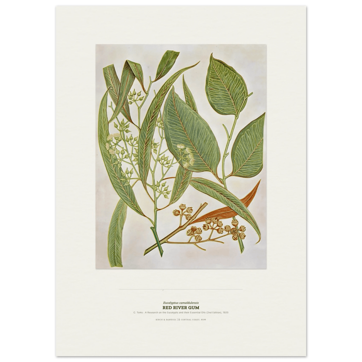 Red River Gum Botanical Art Print - Birch & Banksia