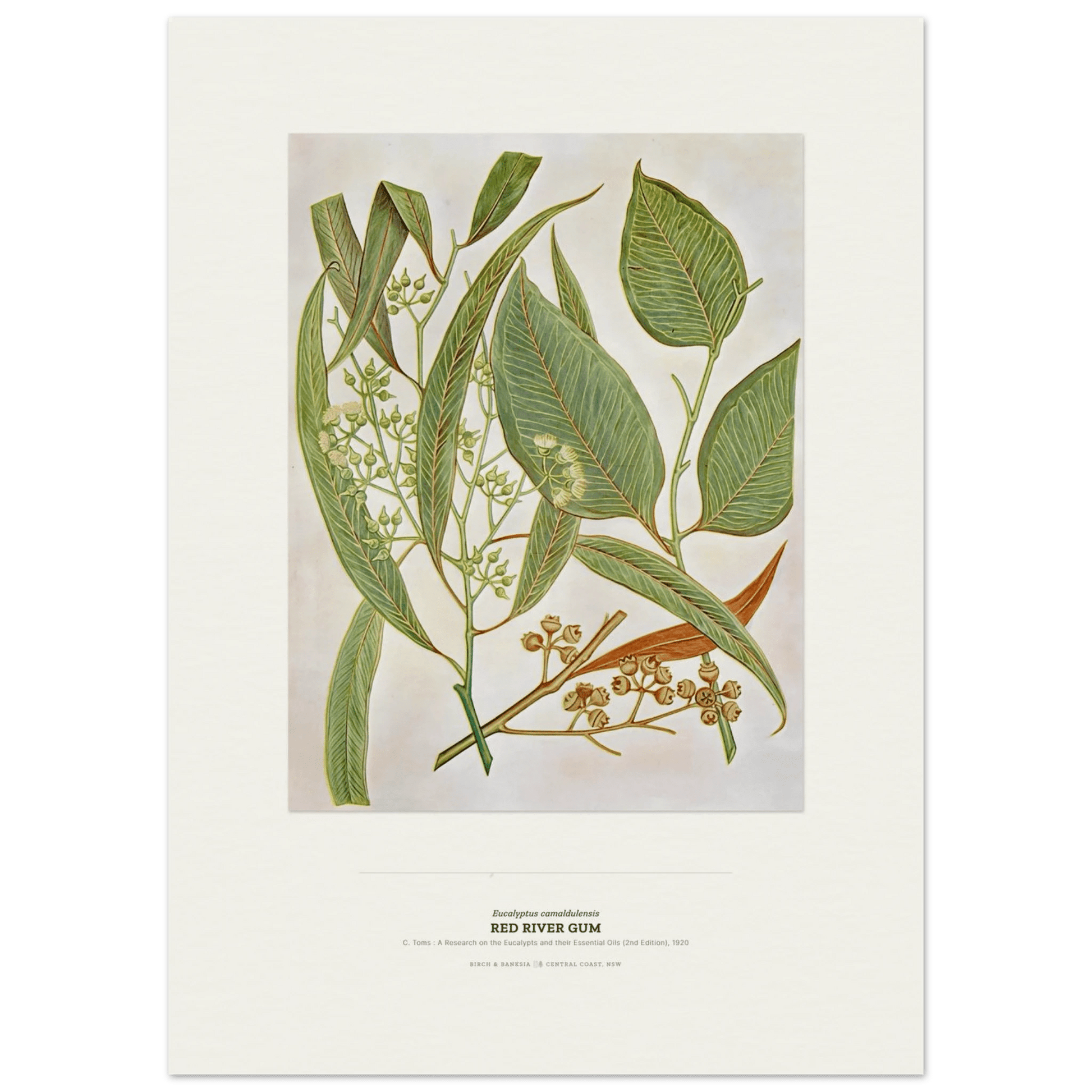 Red River Gum Botanical Art Print - Birch & Banksia