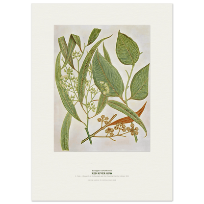 Red River Gum Botanical Art Print - Birch & Banksia
