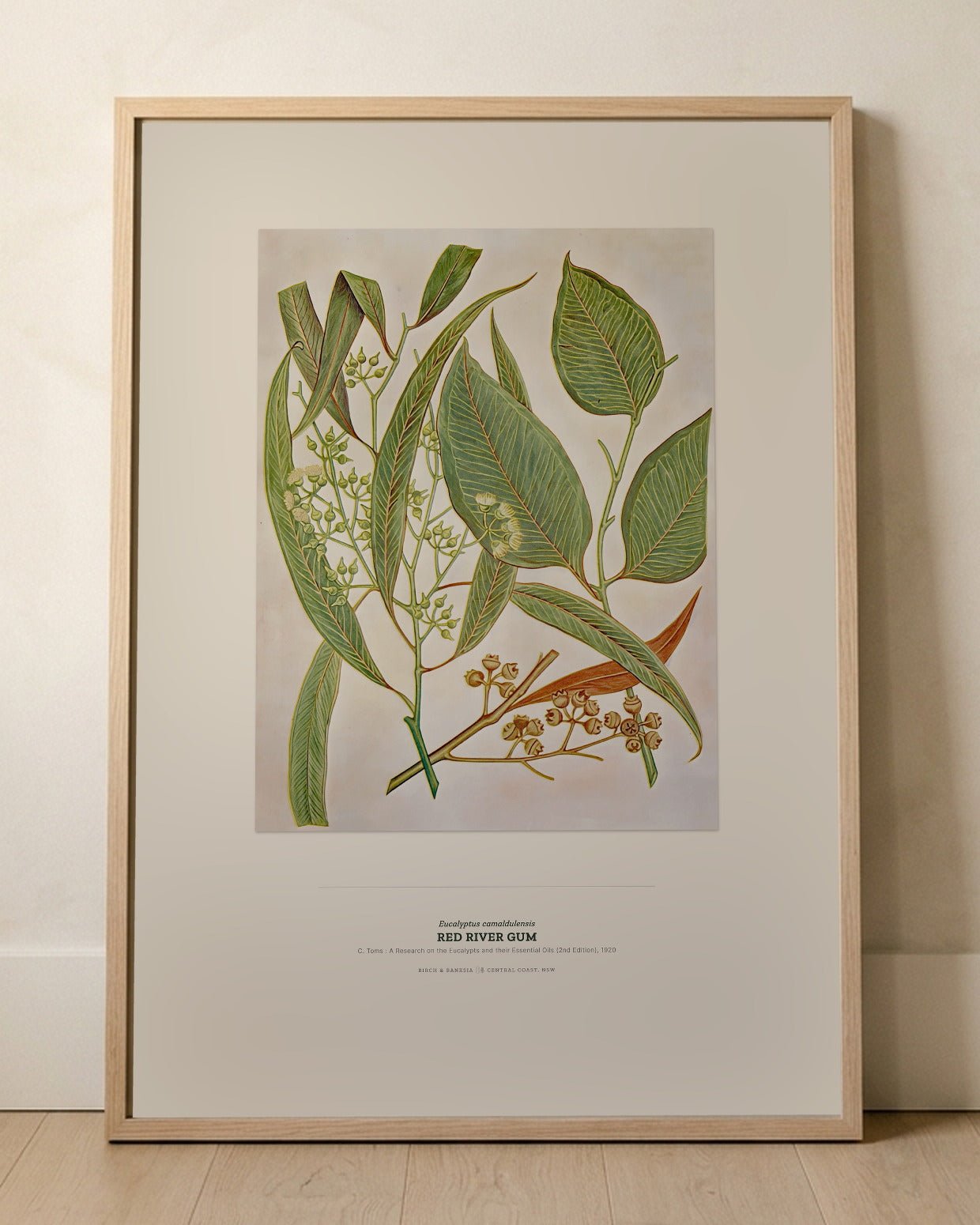 Red River Gum Botanical Art Print - Birch & Banksia