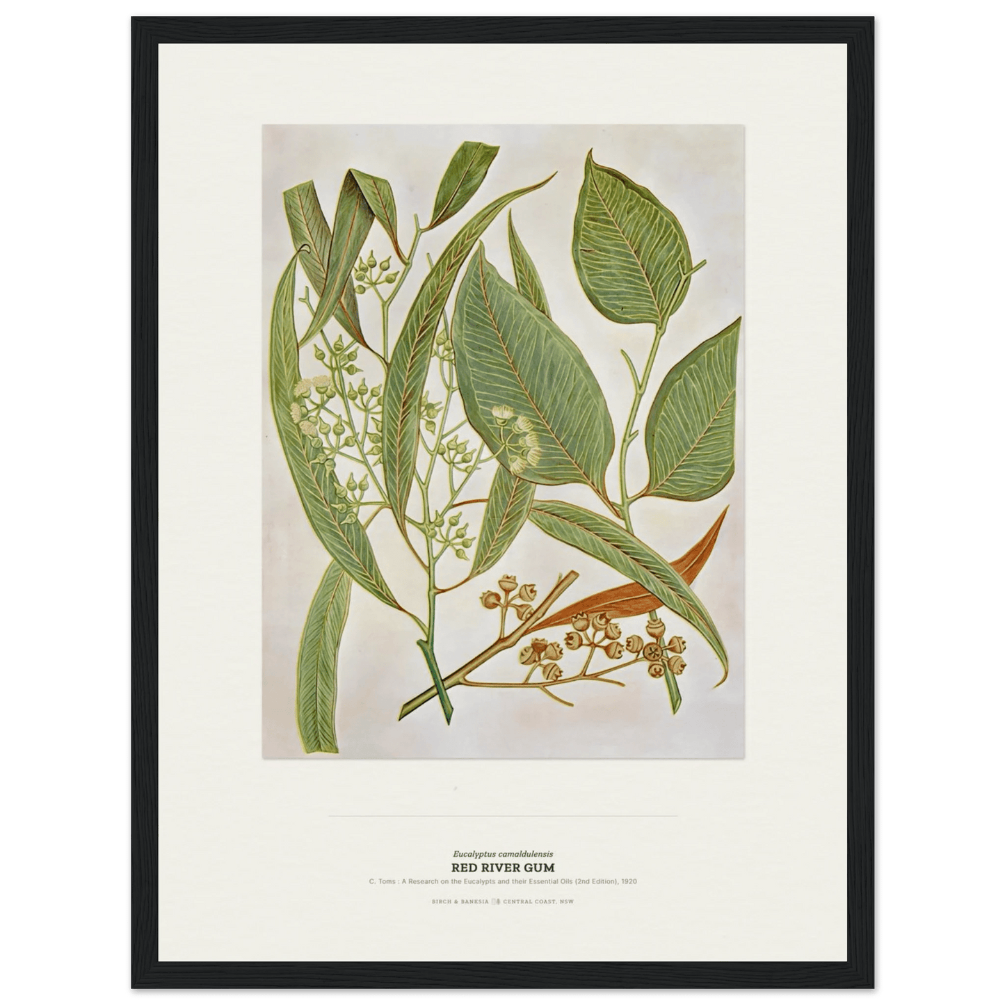 Red River Gum Botanical Art Print - Birch & Banksia