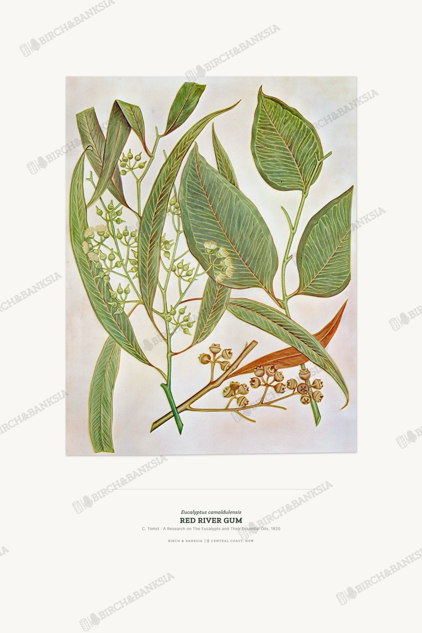 Red River Gum Botanical Art Print - Birch & Banksia