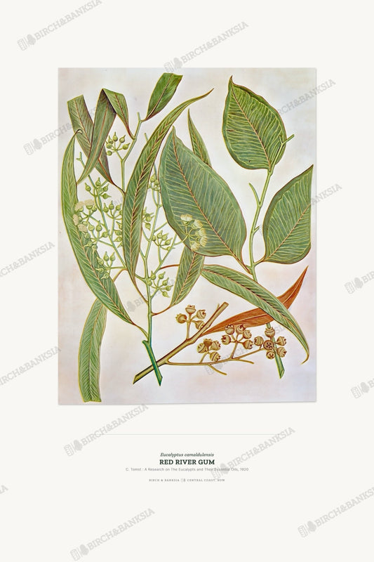 Red River Gum Botanical Art Print - Birch & Banksia