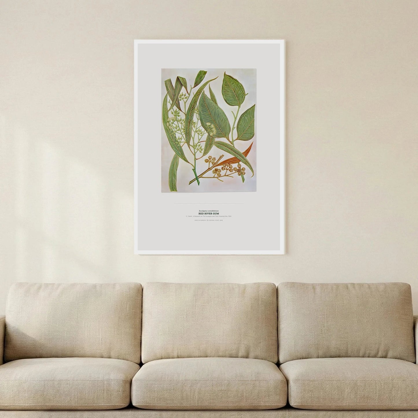 Red River Gum Botanical Art Print - Birch & Banksia