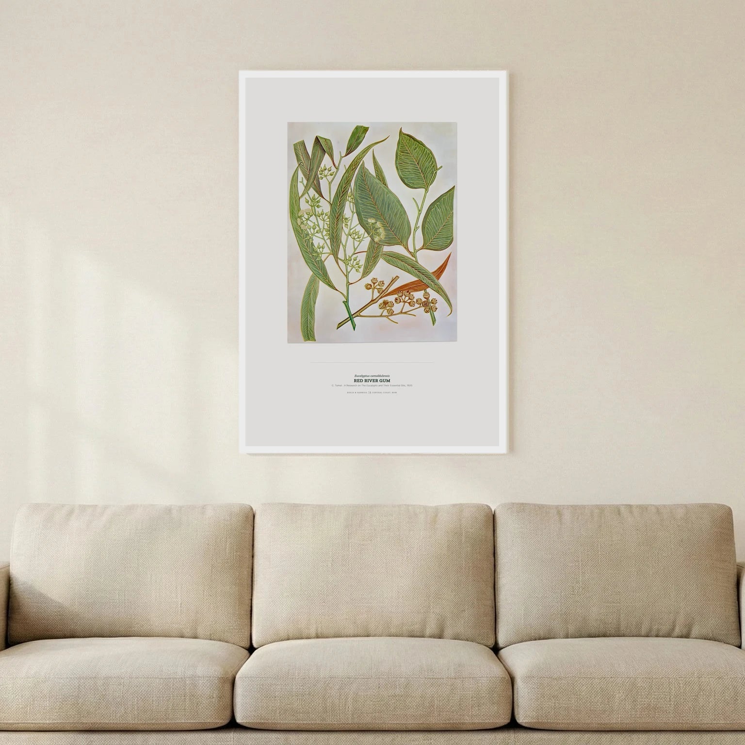 Red River Gum Botanical Art Print - Birch & Banksia