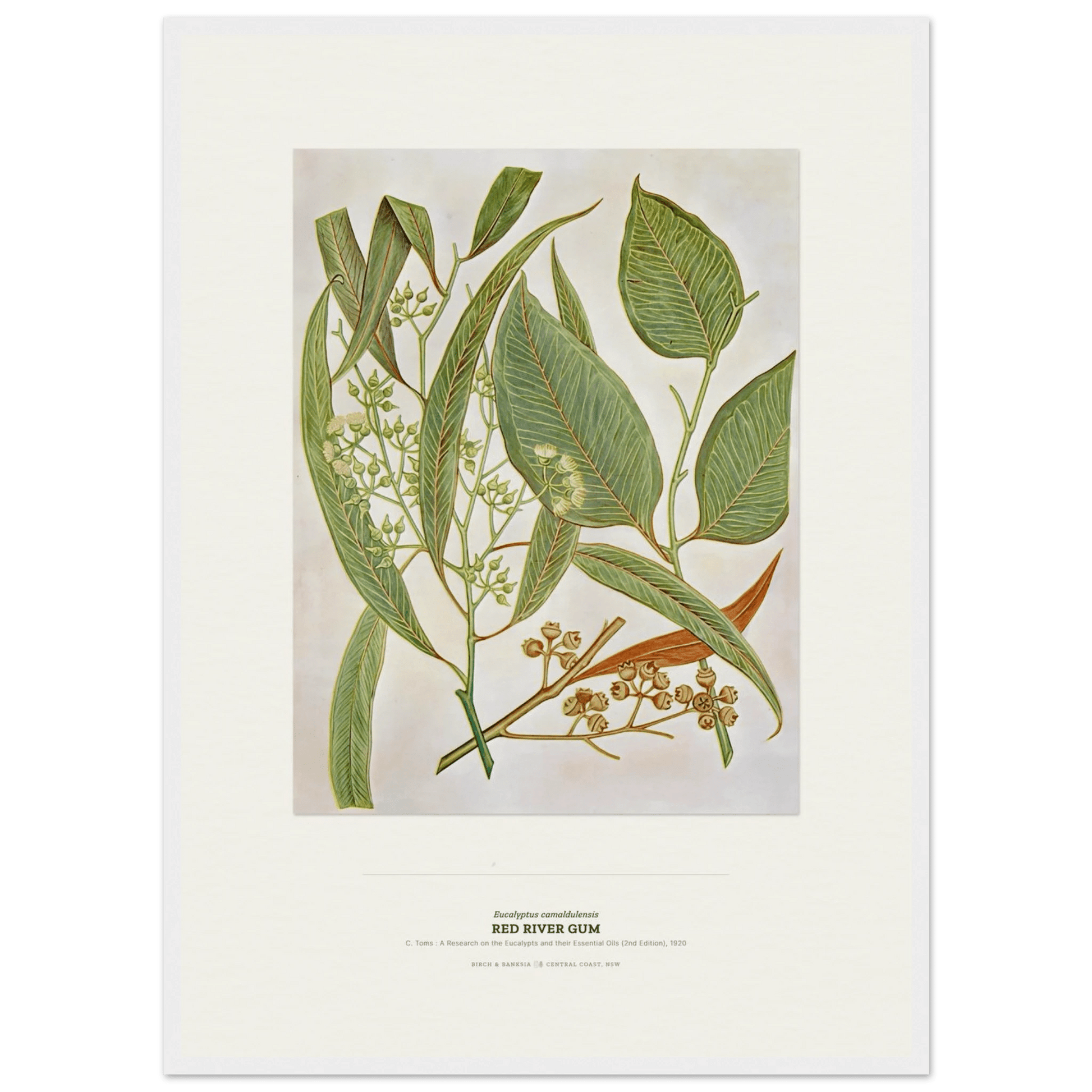 Red River Gum Botanical Art Print - Birch & Banksia