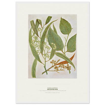 Red River Gum Botanical Art Print - Birch & Banksia