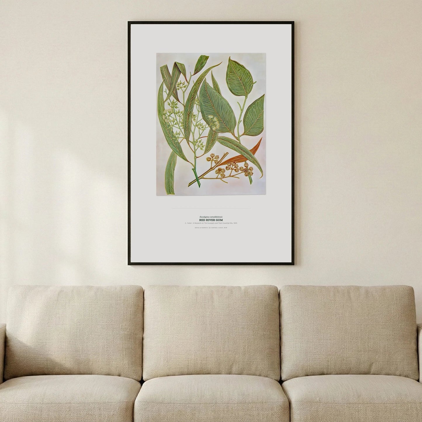 Red River Gum Botanical Art Print - Birch & Banksia