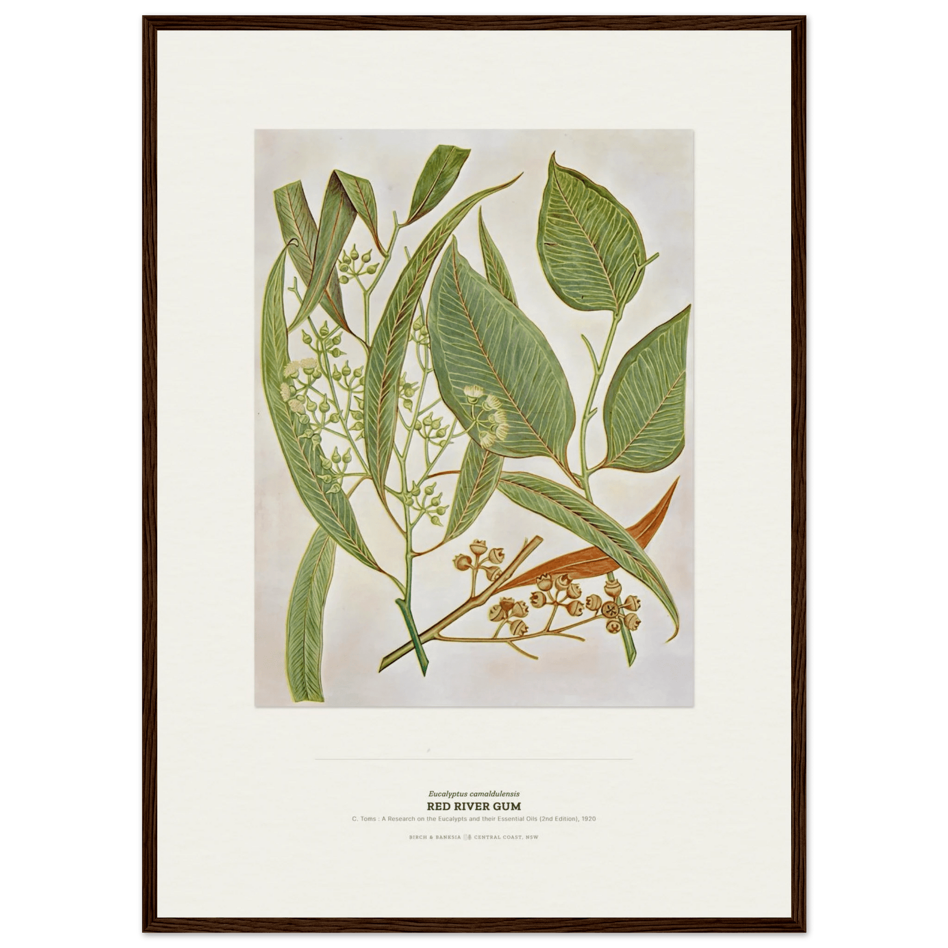 Red River Gum Botanical Art Print - Birch & Banksia