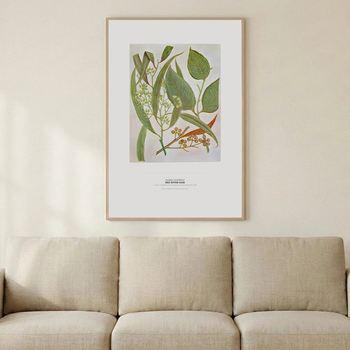 Red River Gum Botanical Art Print - Birch & Banksia