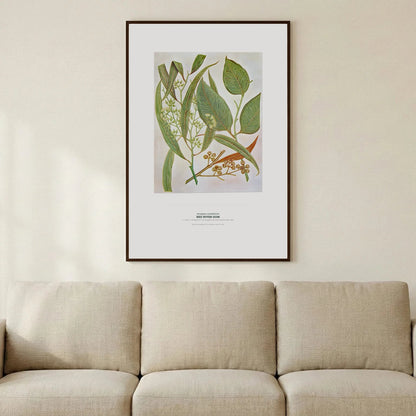 Red River Gum Botanical Art Print - Birch & Banksia