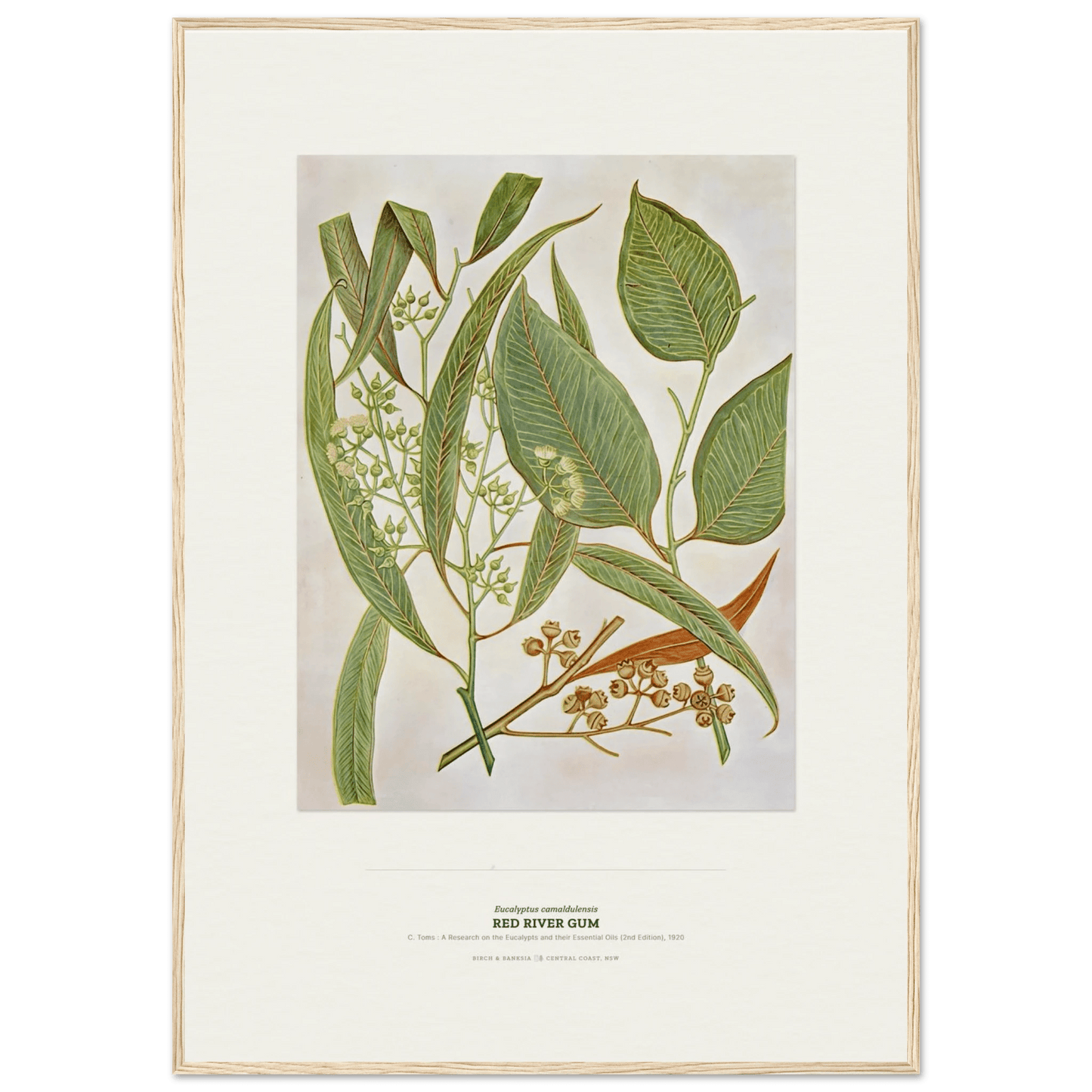 Red River Gum Botanical Art Print - Birch & Banksia