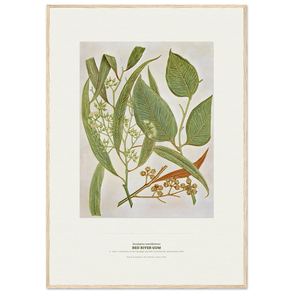 Red River Gum Botanical Art Print - Birch & Banksia