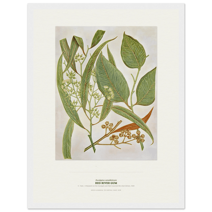 Red River Gum Botanical Art Print - Birch & Banksia