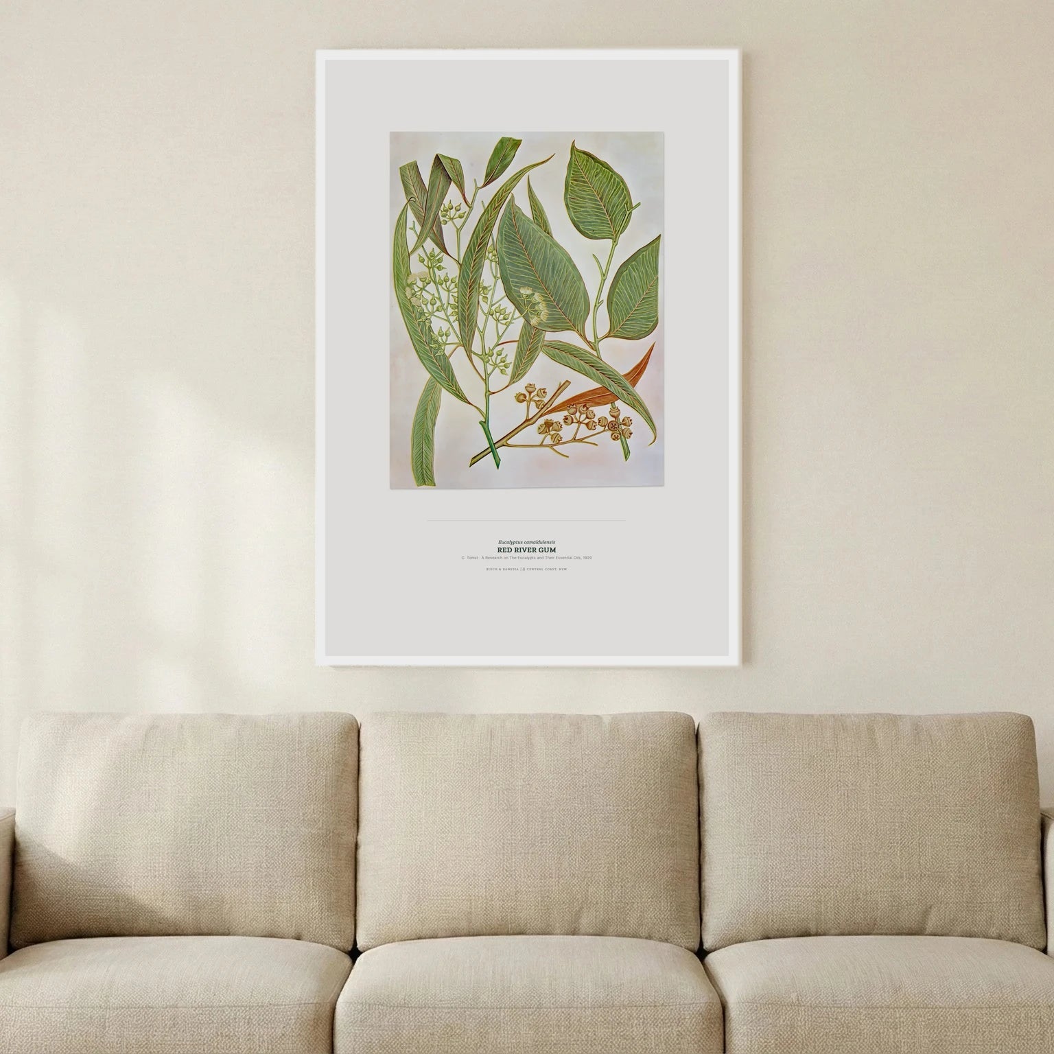 Red River Gum Botanical Art Print - Birch & Banksia
