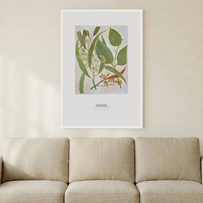 Red River Gum Botanical Art Print - Birch & Banksia
