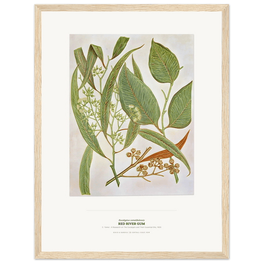 Red River Gum Botanical Art Print - Birch & Banksia