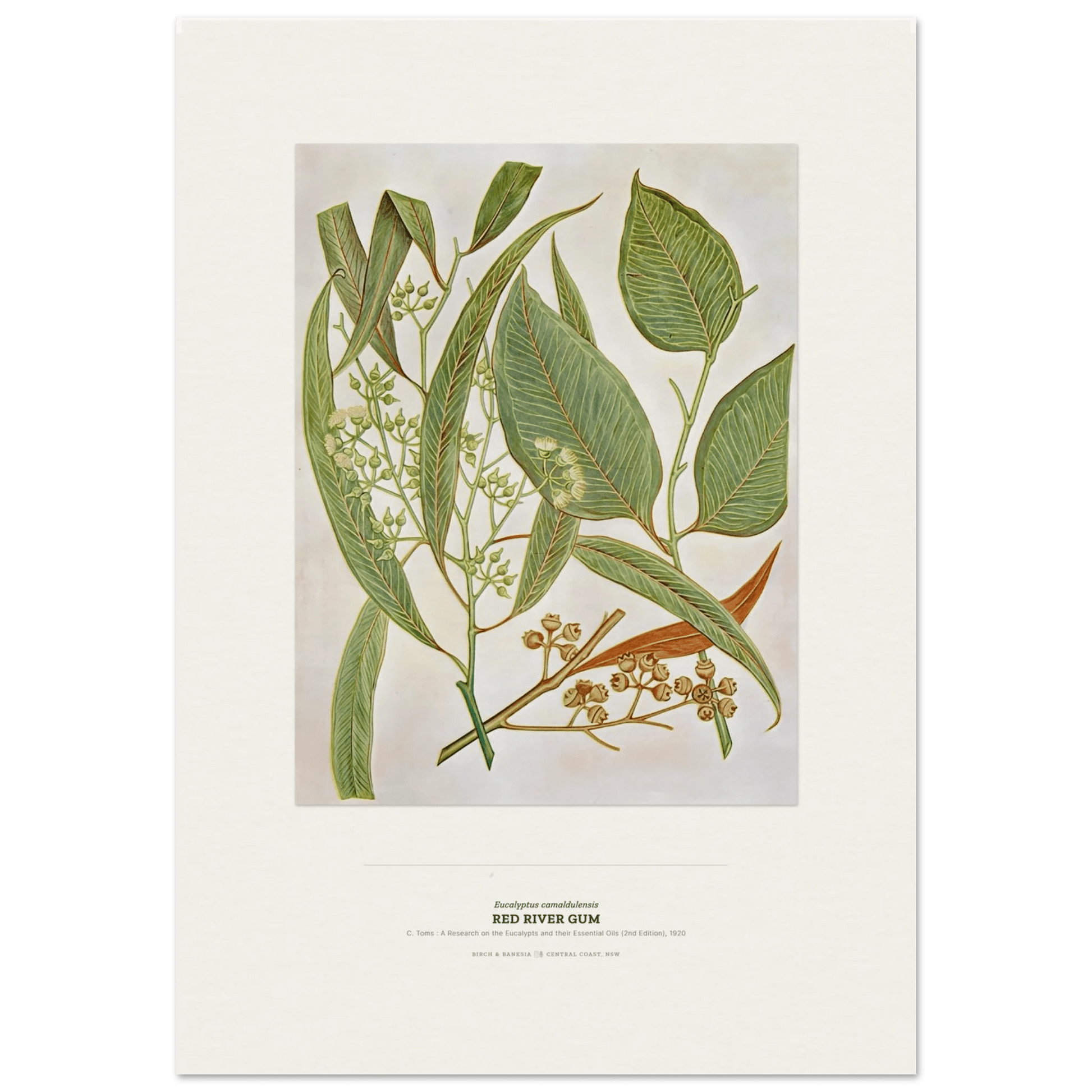 Red River Gum Botanical Art Print - Birch & Banksia