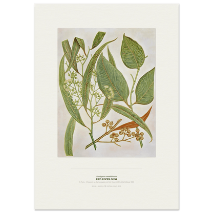 Red River Gum Botanical Art Print - Birch & Banksia