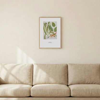 Red River Gum Botanical Art Print - Birch & Banksia